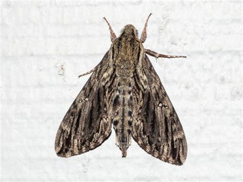 Hermit Sphinx (Lintneria eremitus) · iNaturalist.